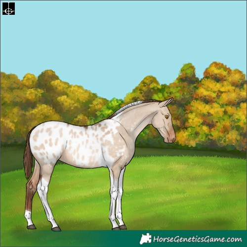 Horse Color:Brown Pearl Dun Tobiano Appaloosa