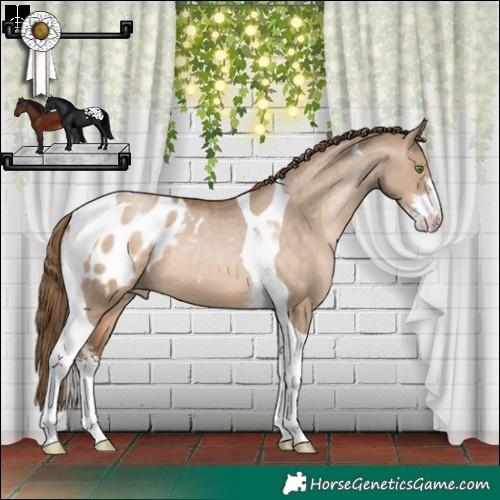 Horse Color:Brown Pearl Dun Sabino Tobiano Blanket 