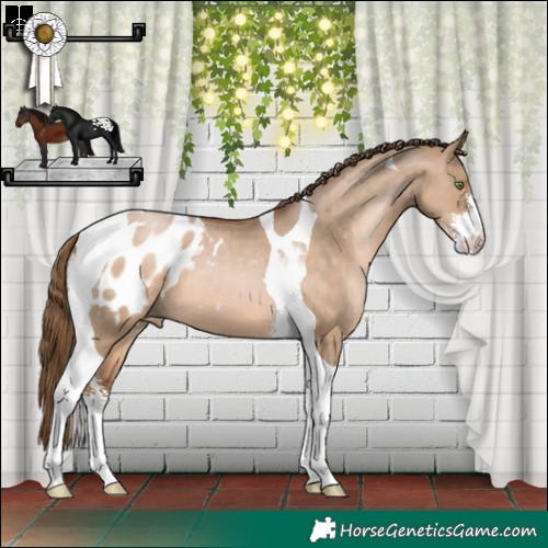Horse Color:Brown Pearl Dun Sabino Tobiano Appaloosa 