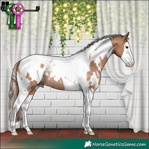 Horse Color:White Spotted Black Pearl Splash Tobiano Appaloosa Rabicano 