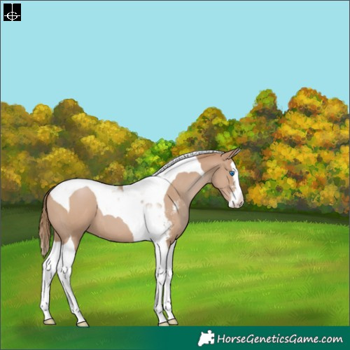 Horse Color:Black Pearl Sabino Splash Tobiano Appaloosa 