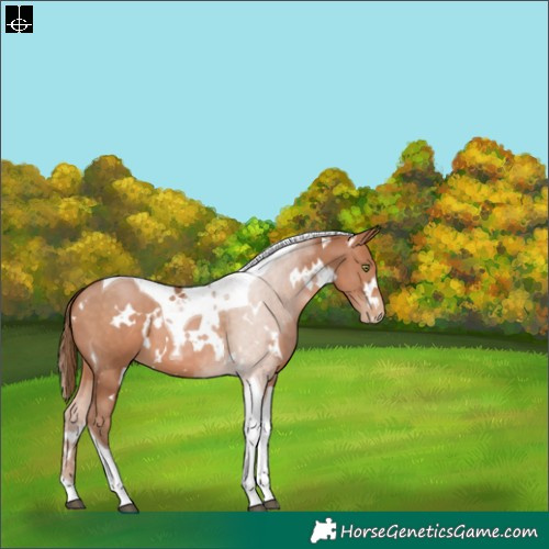 Horse Color:White Spotted Brown Pearl Tobiano 