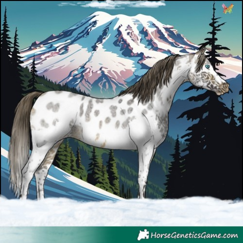 Horse Color:Buckskin Roan Splash Appaloosa 