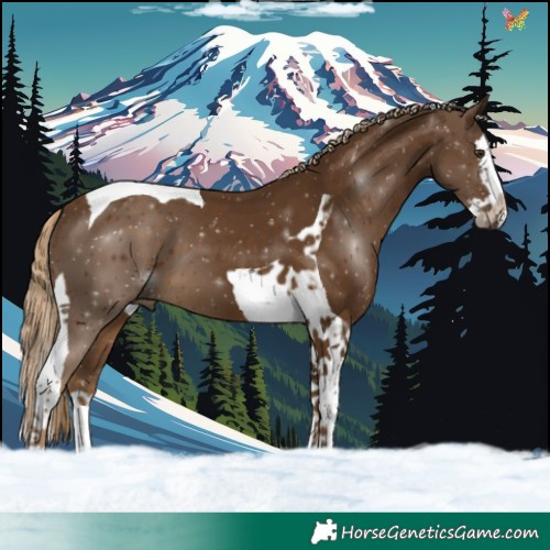 Horse Color:Chocolate Palomino Splash Tobiano 