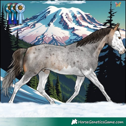 Horse Color:Buckskin Roan Splash Appaloosa Rabicano 