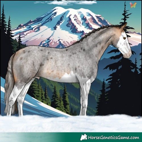 Horse Color:Buckskin Roan Splash Appaloosa Rabicano 