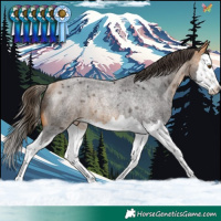 Horse Color:Buckskin Roan Splash Appaloosa Rabicano