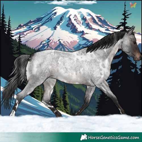 Horse Color:White Spotted Brown Roan Mushroom 