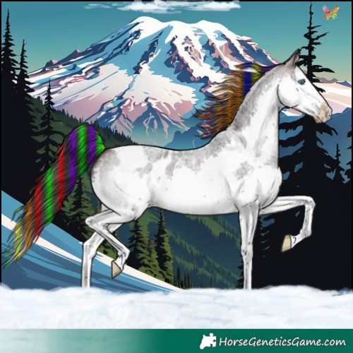 Horse Color:Painted Brown Roan Splash Appaloosa 