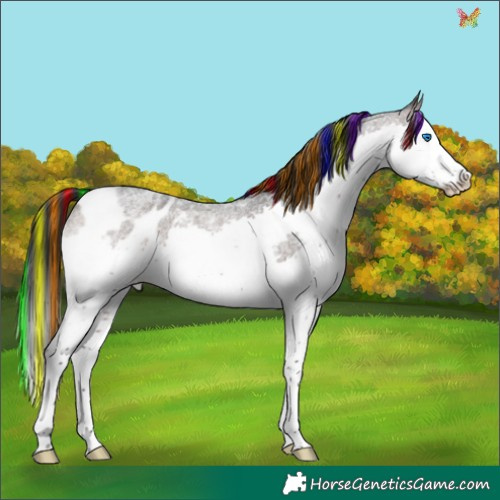 Horse Color:Painted Brown Roan Splash Appaloosa 