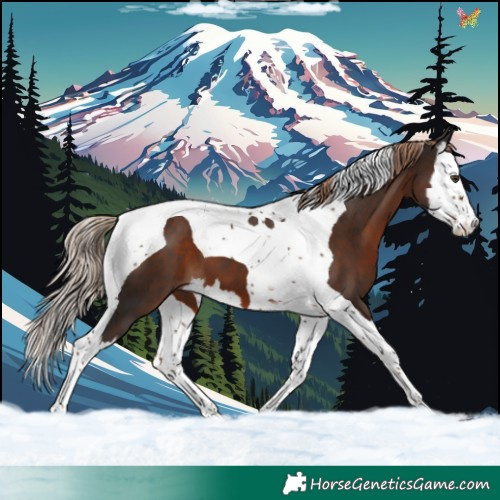 Horse Color:Liver Chestnut Splash Tobiano 