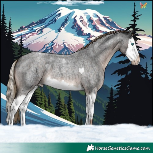 Horse Color:Liver Red Roan Splash Appaloosa 