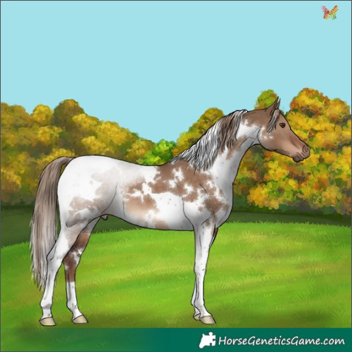Horse Color:White Spotted Liver Red Dun Tobiano
