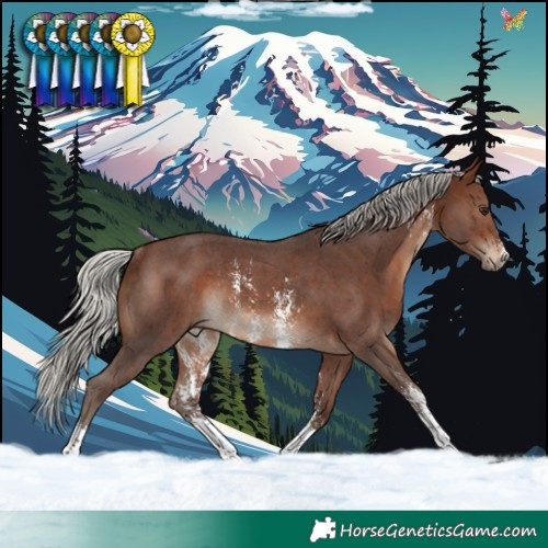 Horse Color:Silver Brown Sabino Rabicano 