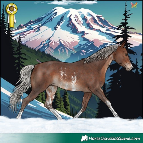 Horse Color:Silver Brown Sabino Rabicano 