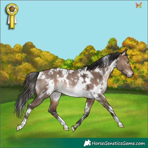 Horse Color:White Spotted Brown Dun Rabicano 