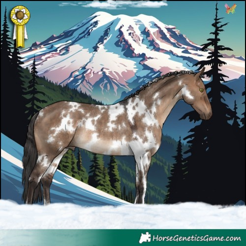 Horse Color:White Spotted Brown Dun Rabicano 