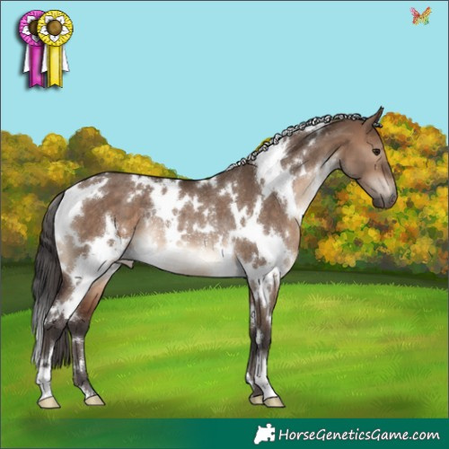 Horse Color:White Spotted Brown Dun Rabicano