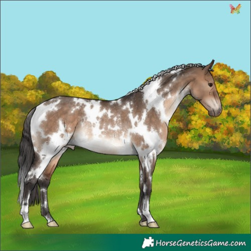 Horse Color:White Spotted Brown Dun Rabicano 