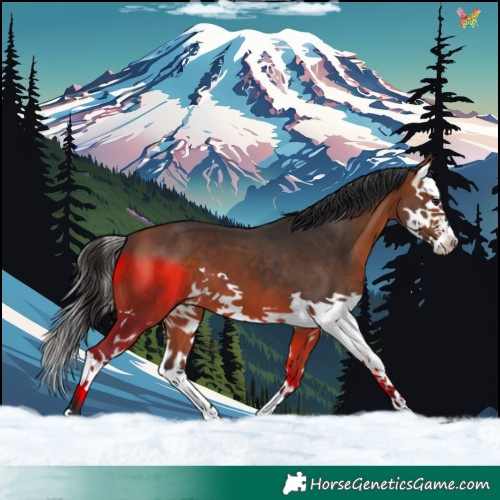 Horse Color:Bay Splash 