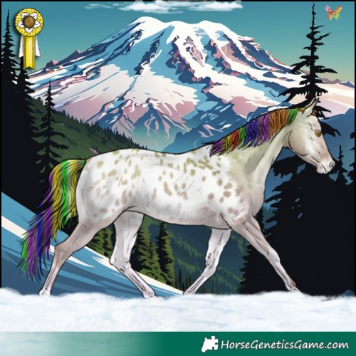 Horse Color:Painted Amber Champagne Onyx Appaloosa 