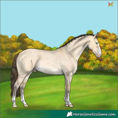 Horse Color:Sable Cream Champagne Roan Dun 