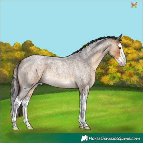 Horse Color:Buckskin Roan Splash 
