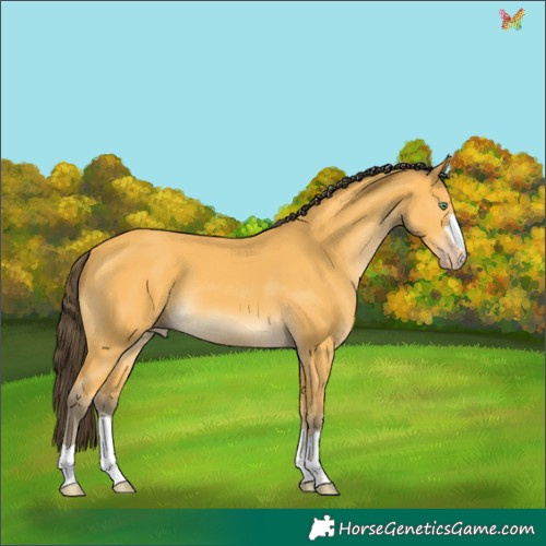 Horse Color:Amber Cream Champagne 