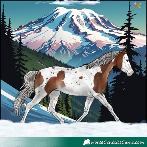 Horse Color:Silver Brown Splash Tobiano Rabicano 
