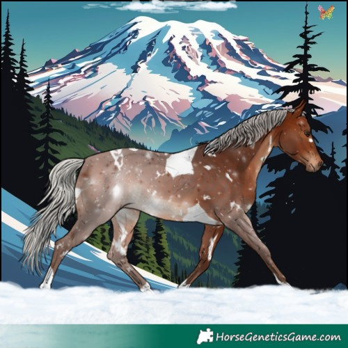 Horse Color:White Spotted Silver Bay Tobiano 