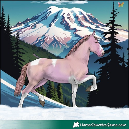 Horse Color:Watercolor Red Dun Tobiano 