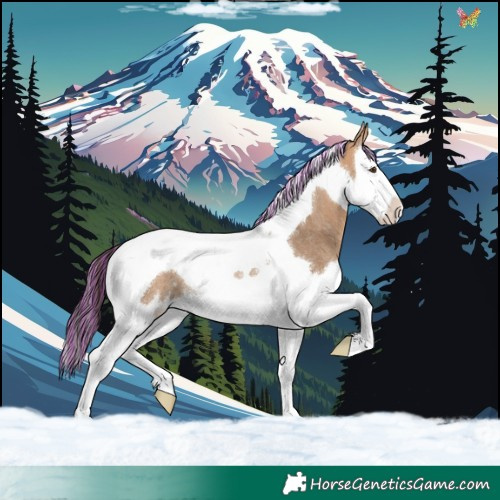 Horse Color:Painted Bay Dun Splash Tobiano Rabicano 
