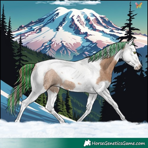 Horse Color:Painted Red Dun Splash Tobiano Rabicano 