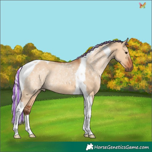 Horse Color:Painted Silver Bay Dun Tobiano Rabicano 