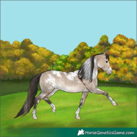 Horse Color:White Spotted Bay Dun Rabicano 