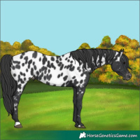 Horse Color:Black Appaloosa