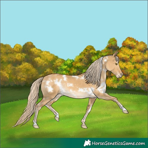 Horse Color:White Spotted Palomino Dun Rabicano 