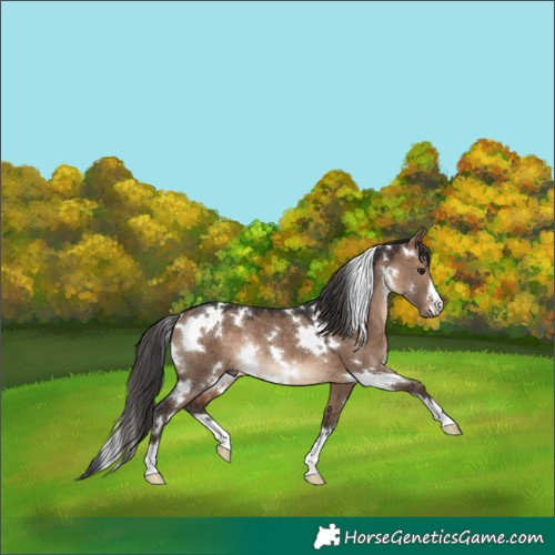 Horse Color:White Spotted Brown Dun Rabicano 