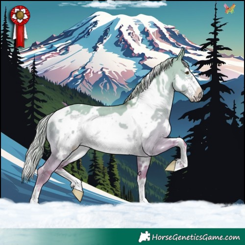 Horse Color:White Spotted Palomino Dun Frame 