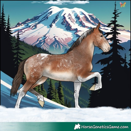 Horse Color:Bay Tobiano Appaloosa
