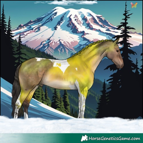 Horse Color:Bay Dun Tobiano 