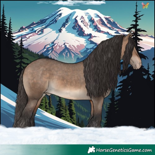 Horse Color:Brown Dun Appaloosa 