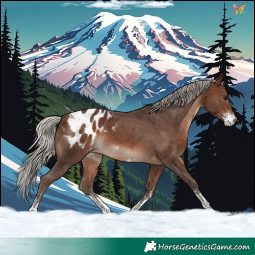 Horse Color:Silver Brown Sabino Appaloosa 