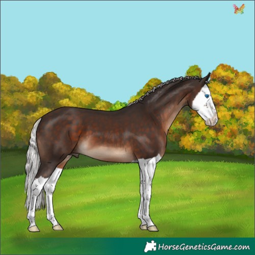 Horse Color:Silver Brown Splash 