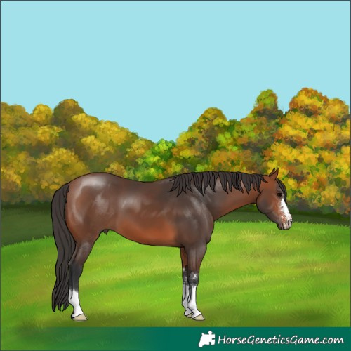 Horse Color:Bay 