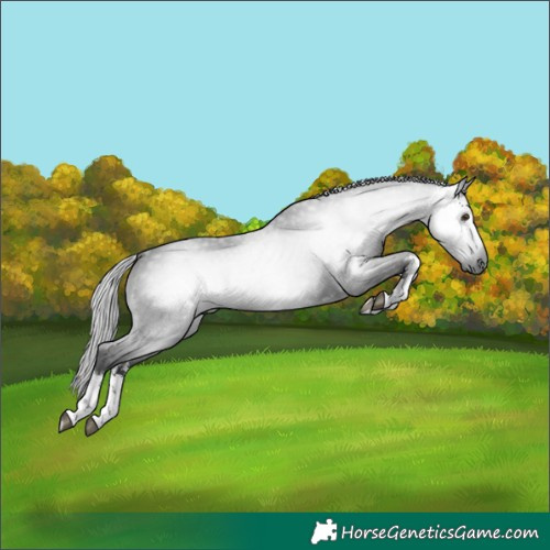 Horse Color:Gray White Spotted Liver Chestnut 