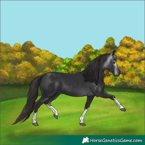 Horse Color:Gray White Spotted Liver Chestnut