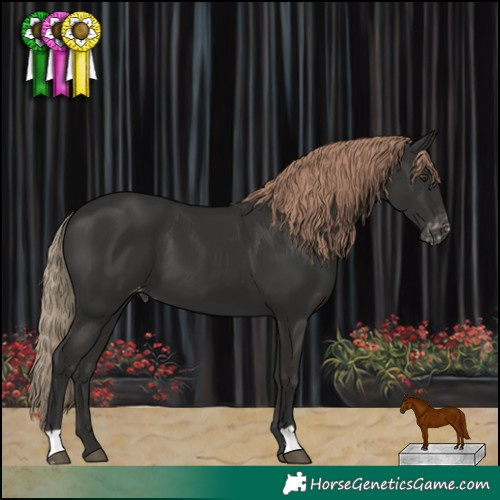 Horse Color:Liver Chestnut Appaloosa 