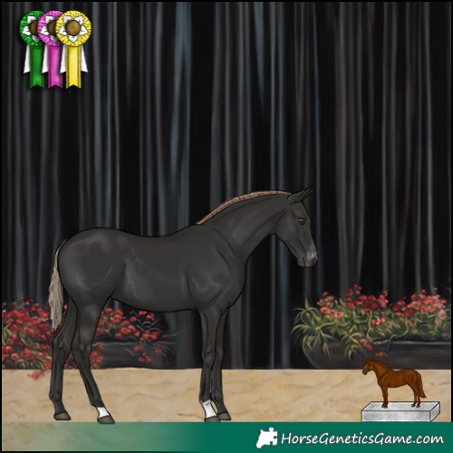 Horse Color:Liver Chestnut Appaloosa 