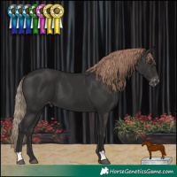 Horse Color:Liver Chestnut Appaloosa